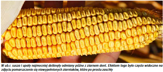 W ub.r. susza i upały najmocniej dotknęły odmiany późne z ziarnem dent. Efektem tego było często widoczne na zdjęciu pomarszczenie się niewypełnionych ziarniaków, które po prostu zaschły