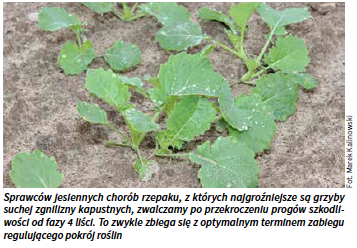 Sprawców jesiennych chorób rzepaku, z których najgroźniejsze są grzyby suchej zgnilizny kapustnych, zwalczamy po przekroczeniu progów szkodliwości od fazy 4 liści.